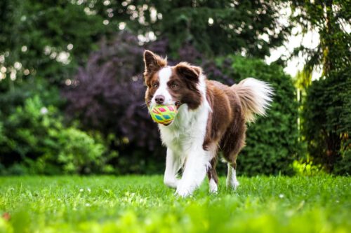 Pharetra pharetra massa massa ultricies mi