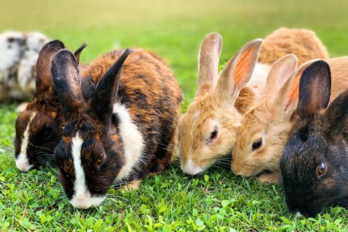 Sit amet luctus venenatis lectus magna fringilla urna porttitor